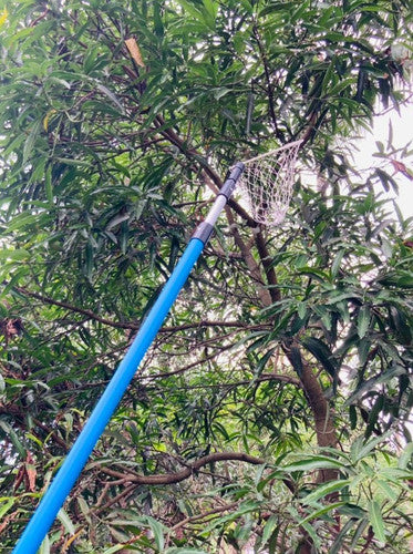 Mango Plucker with Telescopic Handle 5.5 Meter